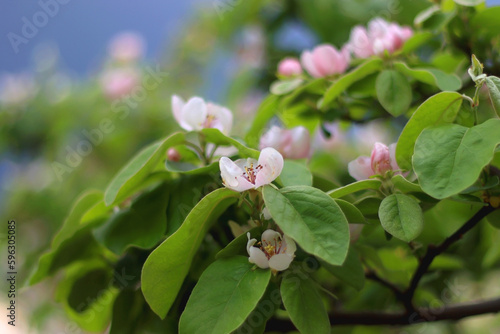 Pink blossoms on quince tree. Selective focus. © jelena990