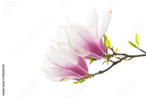 Beautiful pink magnolia flower on white background
