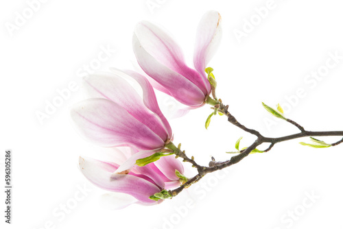 Beautiful pink magnolia flower on white background