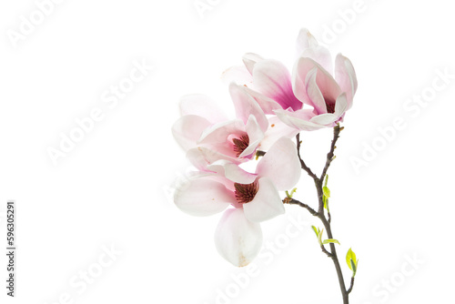 Fototapeta Naklejka Na Ścianę i Meble -  Beautiful pink magnolia flower on white background