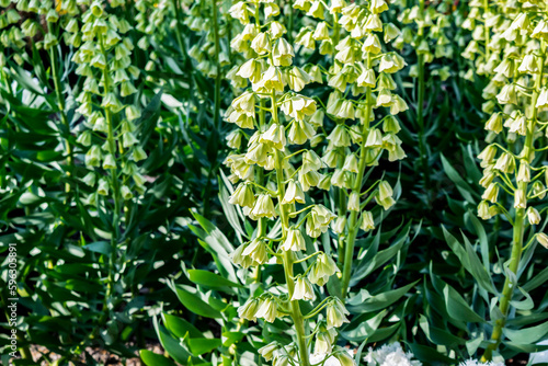 Green flower Persian Lily Ivory Bells (Fritillaria Persica) in spring garden. Floral green organic background.