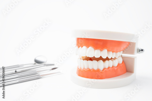 The Anatomical teeth model and dental tools on white background.