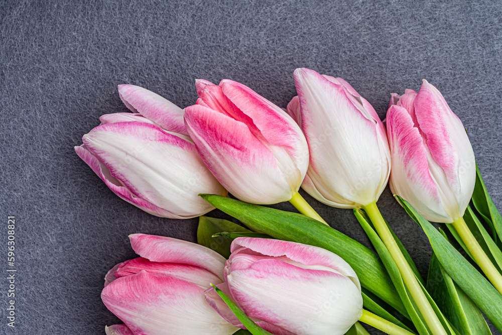 Fototapeta premium white pink tulips on a gray background