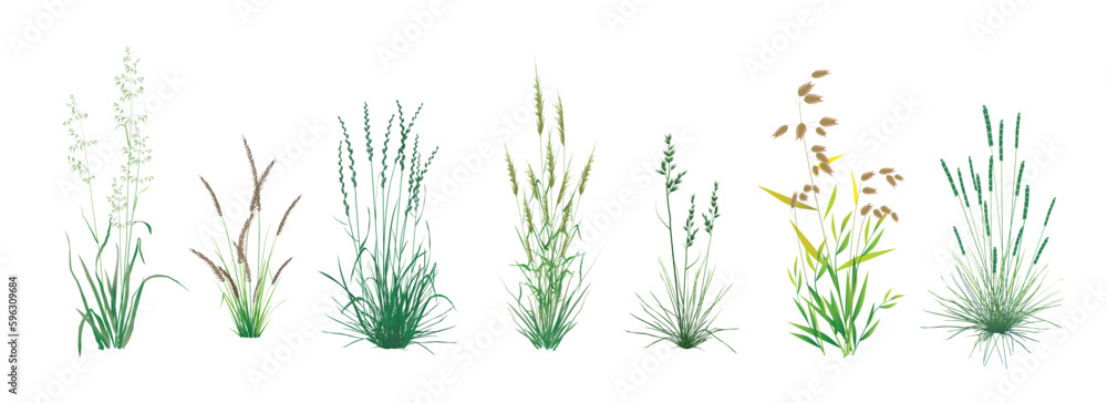A set of realistic images of wild field, meadow, steppe pasture and decorative cereals annuals and perennials, lawn grass, garden weeds: ryegrass, fescue, bent grass, bluegrass, wild oats, uniola etc.