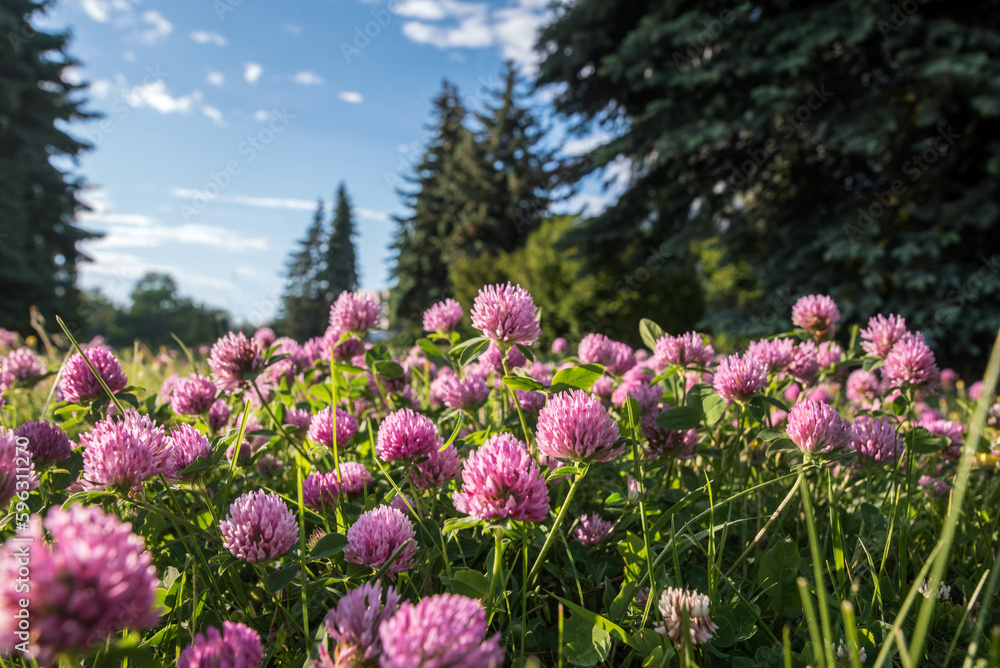 Close up of flowers of wild red clover, Trifolium pratense Close up of flowers of wild red clover, Trifolium pratense