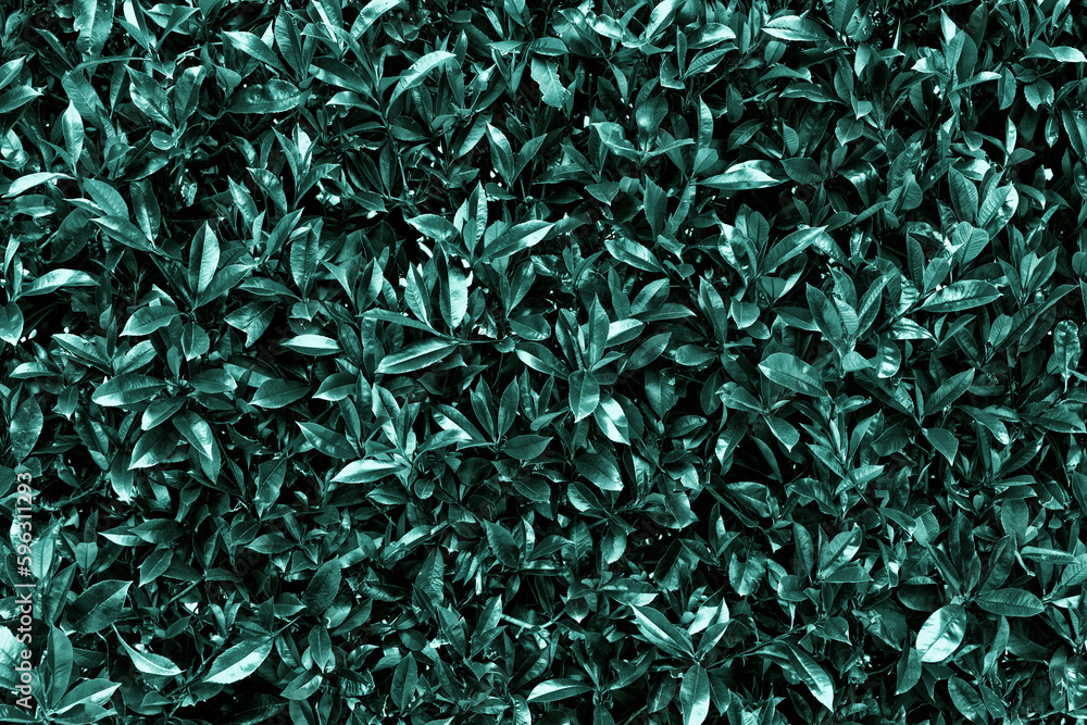 Teal green dark nature background. Lush foliage bush hedge, leaf texture. Plant natural pattern Teal green dark nature background. Lush foliage bush hedge, leaf texture. Plant natural pattern