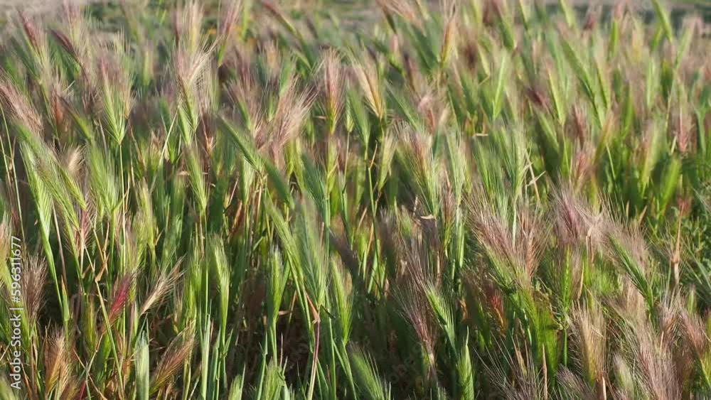 Hordeum murinum, wild barley swayed by the wind Hordeum murinum, wild barley swayed by the wind