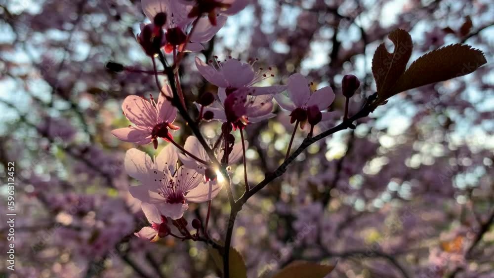 A branch of a tree with soft pink blossoms in the backlight of the soft setting sun. A branch of a tree with soft pink blossoms in the backlight of the soft setting sun.