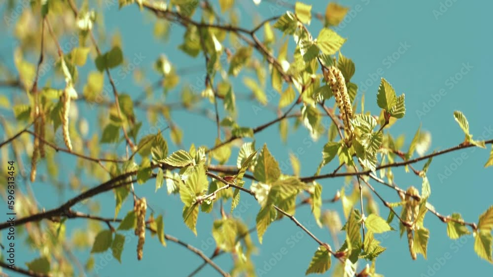 Birch branches with leaves on a blue sky. Birch branches move in the wind. The wind blows on the leaves of the spring trees. Birch branches with leaves on a blue sky. Birch branches move in the wind. The wind blows on the leaves of the spring trees.