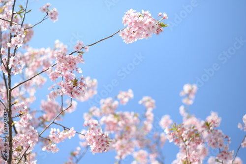 Cherry blossom is blooming