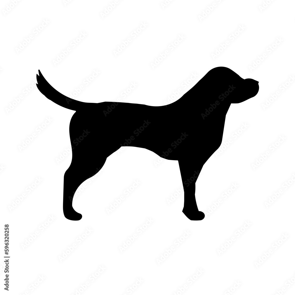 Dog on white background 