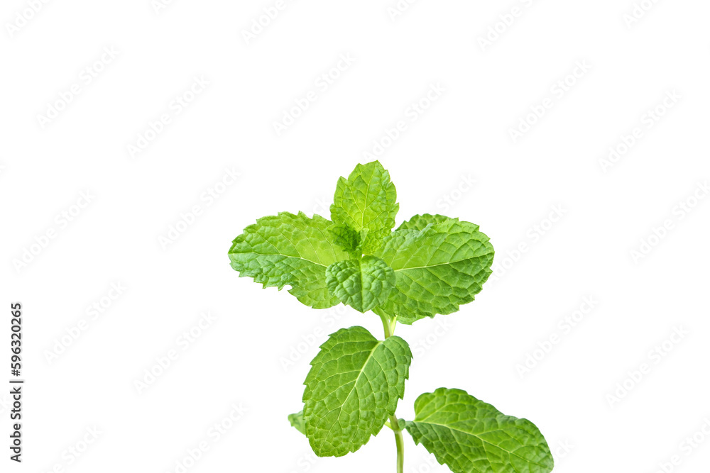 Young twig with mint leaves isolated on white background. Food and drink ingredients Young twig with mint leaves isolated on white background. Food and drink ingredients