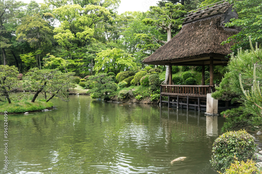 Fototapeta premium 広島 初夏の縮景園を彩るもみじの新緑と茅葺の小屋