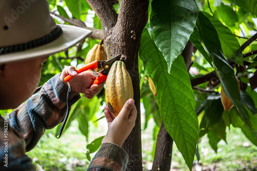 Cocoa farmer uses pruning shears to cut the cocoa pods or fruit ripe yellow cacao from the cacao tree. Harvest the agricultural cocoa business produces.