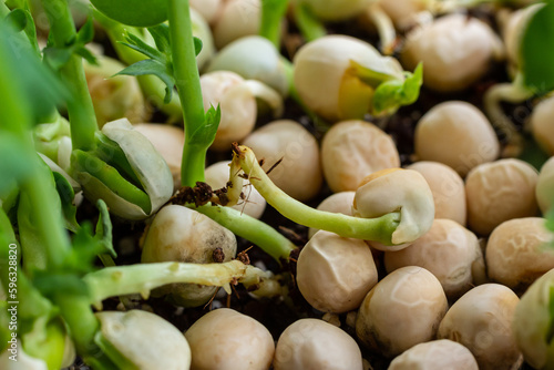 Fresh micro greens growing peas sprouts for healthy salad. Fresh natural organic product