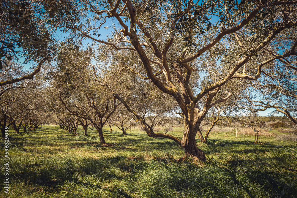 Olive trees at Kap Kamenjak, Croatia, in early spring at a sunny day