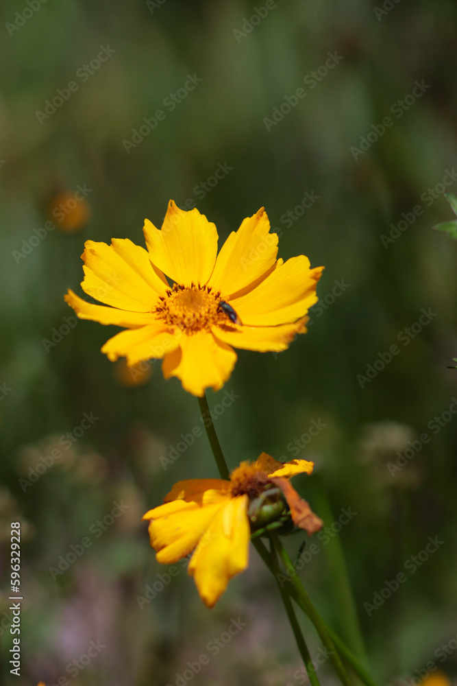 colorful flower photos. which is blooming with beetles and bugs colorful flower photos. which is blooming with beetles and bugs