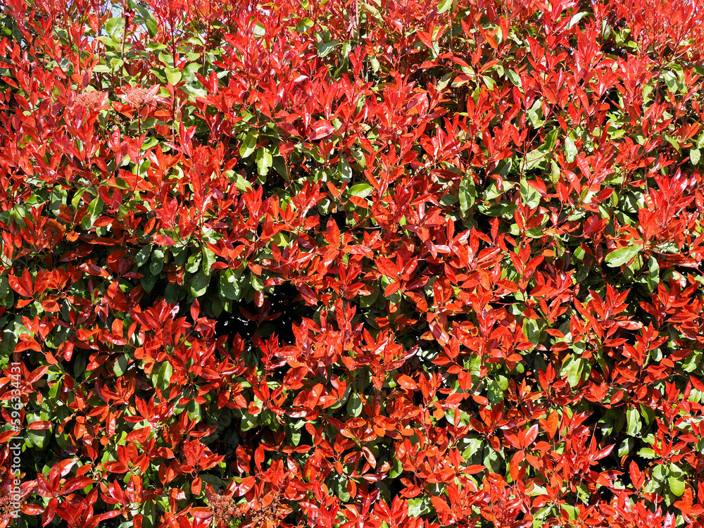 Background red foliage of photinia bush. New leaves grow red then turn green over time Background red foliage of photinia bush. New leaves grow red then turn green over time