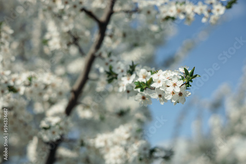 Selective focus of cherry tree branch with white flowers in blossoming spring garden  © Dzmitry