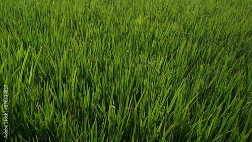 Green rice field.