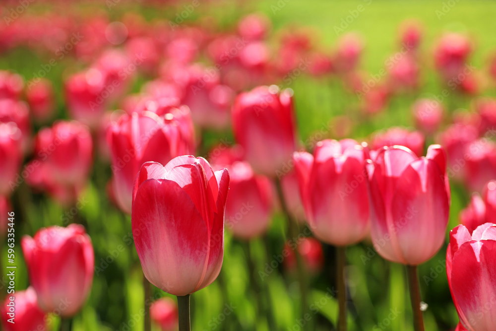 Red tulip flowers in sunlight, colorful spring background. Field of blooming tulips, selective focus Red tulip flowers in sunlight, colorful spring background. Field of blooming tulips, selective focus