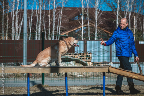 A male dog handler, owner of a labrador retriever dog, trains his dog on a training field.