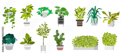 Flat vector Illustration of a foliage plant	