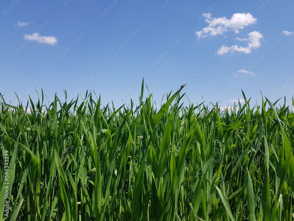 Leaves of young organic green wheat sway in the wind against a blue sky with white clouds