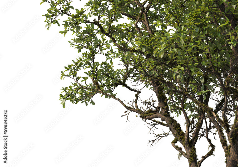 Fototapeta premium Foreground branches of a big tree on transparent background