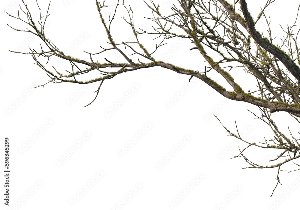 Foreground branches of a big tree on transparent background Foreground branches of a big tree on transparent background