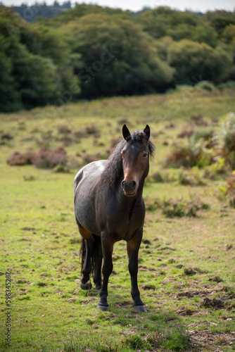 Fototapeta Naklejka Na Ścianę i Meble -  new forest horse in the meadow