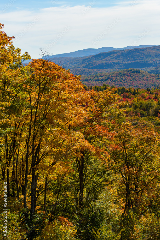 Maples in Canada (Autumn season) Maples in Canada (Autumn season)