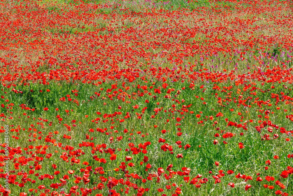 field of poppies in the spring 