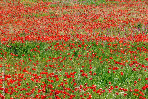 field of poppies in the spring 