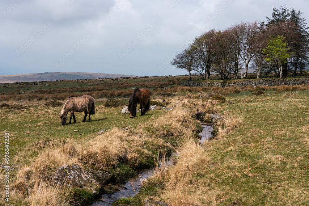 horses in the field