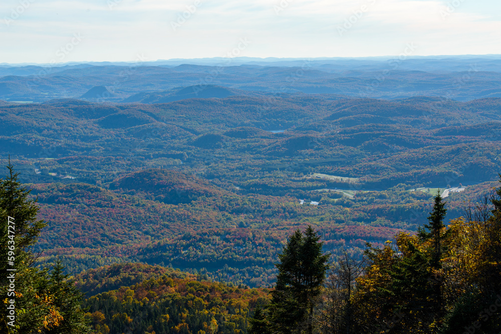 Naklejka premium Maples in Canada (Autumn season)