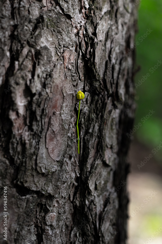flower on a bark of a tree