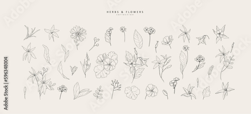Vector hand drawn cosmetic herbs set. Vintage trendy botanical elements. Hand drawn line leaves branches and blooming. Vector trendy