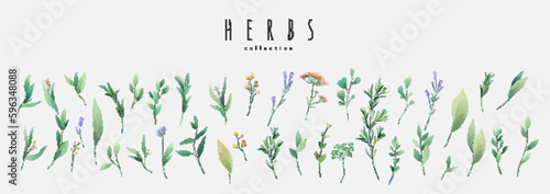 Vector watercolor herbs and spices set. Vintage trendy botanical elements. Hand drawn line leaves branches and blooming. Vector trendy