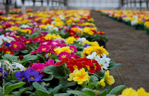 Lots of colorful primrose flowers, also known as cowslip, in flower pots for sale photo