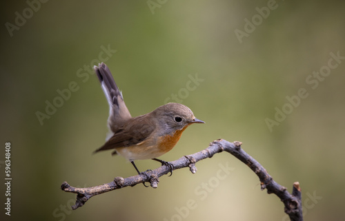 Red-breasted Flycatcher on the branch tree animalportrait.