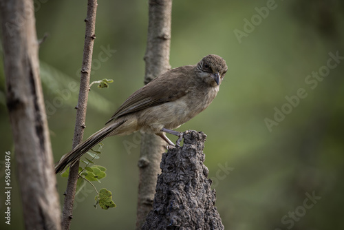 Streak-eared Bulbul standing on a branch animal portrait.