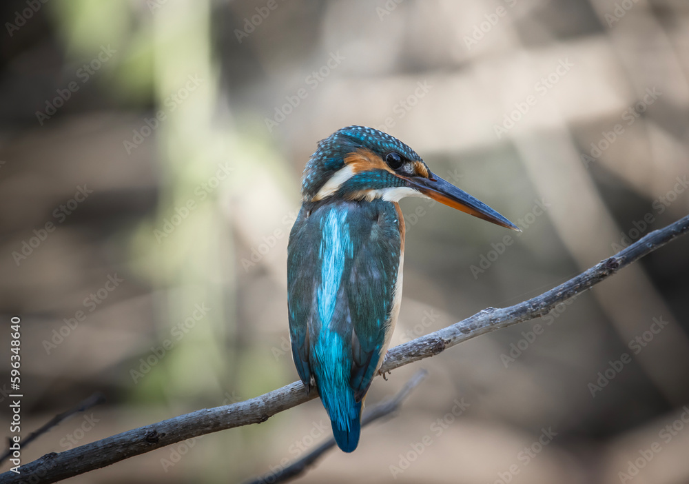 Fototapeta premium Common Kingfisher on the branch tree animal portrait.