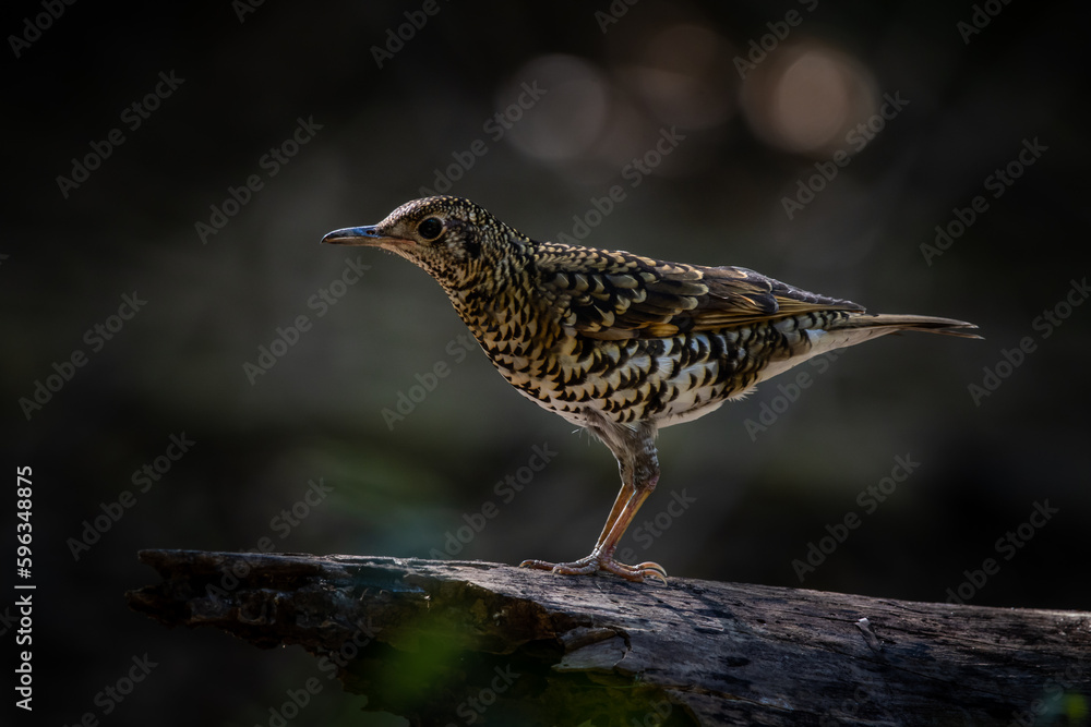 Fototapeta premium White's Thrush (Zoothera aurea) in the forest animal portrait.