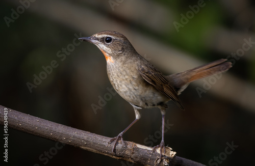 Siberian Rubythroat, Red-necked Nightingale on a branch ( Animal portrait )