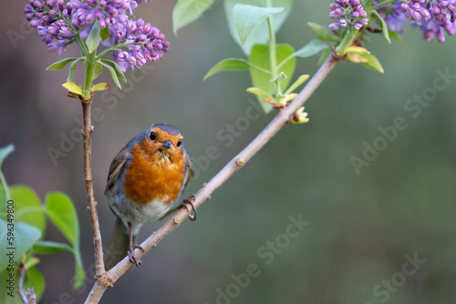 European Robin (Erithacus rubecula) perched in a purple lilac tree - Yorkshire, UK in April 