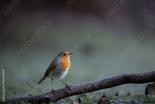 European Robin (Erithacus rubecula) perched on fallen branch on the frosty, winter ground - Yorkshire, UK (January 2023) © Helen