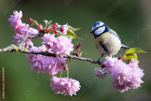 Blue Tit (Cyanistes caeruleus) perched amongst beautiful pink springtime blossom -  Yorkshire, UK in April, Spring