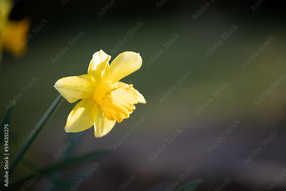 Obraz premium Single Daffodil in spring sunshine, Yorkshire, UK in March