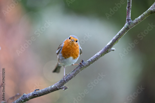 European Robin (Erithacus rubecula) faces the camera, perched on a branch - Yorkshire, UK in March.